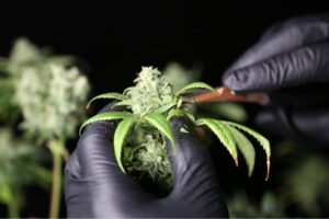 Texas Drug Manufacturing Laws